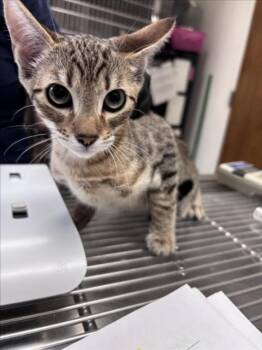 ZOEY -  Domestic Short Hair Cat for Adoption in Norco, California - ZOEY | PetCurious