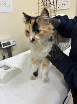 CREAM BRULEE -  Domestic Medium Hair Cat for Adoption in Fremont, California - CREAM BRULEE | PetCurious