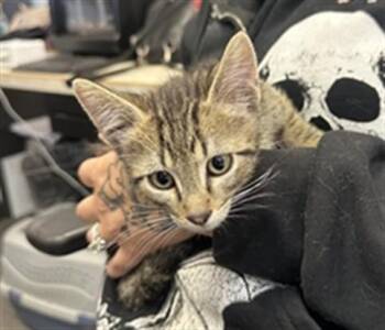 AUGGI -  Domestic Short Hair Cat for Adoption in Casper, Wyoming - AUGGI | PetCurious
