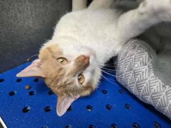Rescue Domestic Short Hair Cats for Adoption in La Harpe, Kansas - Sgt. Bosco | PetCurious