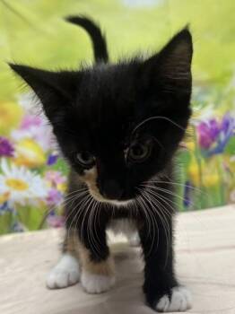 Betty -  Domestic Short Hair Cat for Adoption in San Antonio, Texas - Betty | PetCurious