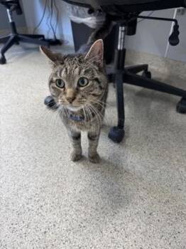 Curly -  Domestic Short Hair Cat for Adoption in Lafayette, Indiana - Curly | PetCurious