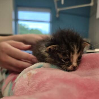 Asher (smkit_1) -  Domestic Short Hair Cat for Adoption in Edwardsville, Illinois - Asher (smkit_1) | PetCurious