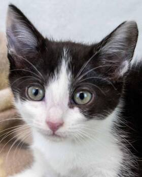 Padme -  Domestic Short Hair Cat for Adoption in Kennesaw, Georgia - Padme | PetCurious