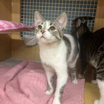 Mickey & Rhythm -  Domestic Short Hair Cat for Adoption in Manhattan, Kansas - Mickey & Rhythm | PetCurious