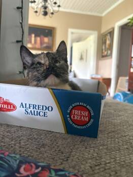 Joss -  Tortoiseshell Cat for Adoption in Lancaster, Kentucky - Joss | PetCurious