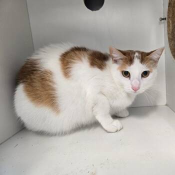 Twitch -  Domestic Short Hair Cat for Adoption in Jasper, Indiana - Twitch | PetCurious