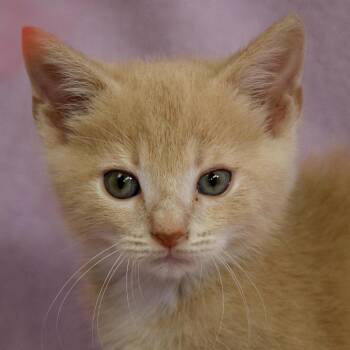 Brier -  Domestic Short Hair Cat for Adoption in Versailles, Kentucky - Brier | PetCurious