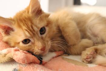 Domestic Medium Hair Cats Available for Adoption - Chica | PetCurious
