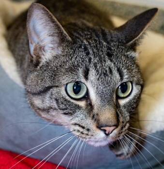 Domestic Medium Hair Cats Available for Adoption in Boston, Massachusetts - BANDIT | PetCurious
