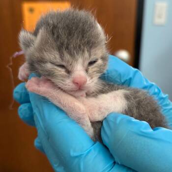 Violet (purple) -  Domestic Short Hair Cat for Adoption in Walden, New York - Violet (purple) | PetCurious