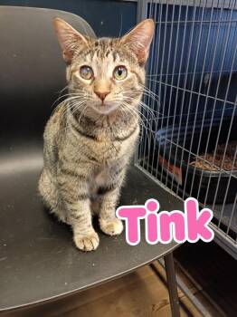 Domestic Short Hair Cats Available for Adoption - Tink | PetCurious