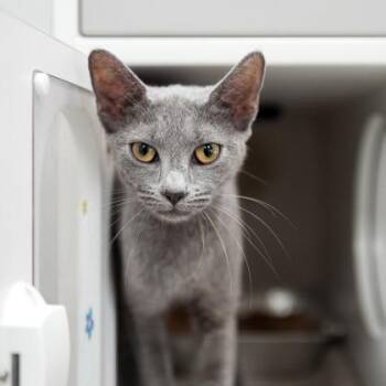 Scruff -  Domestic Short Hair Cat for Adoption in Atlanta, Georgia - Scruff | PetCurious