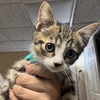 Rescue Domestic Short Hair Cats for Adoption in New York, New York - Billy | PetCurious