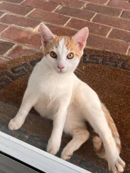 Winter: Not at the Shelter (Fran) -  Domestic Short Hair Cat for Adoption in Rustburg, Virginia - Winter: Not At The Shelter (Fran) | PetCurious