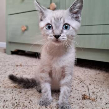Margo Adams/Weingarten -  Domestic Short Hair Cat for Adoption in Morrison, Colorado - Margo Adams/Weingarten | PetCurious