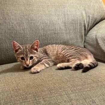 Rescue Domestic Short Hair Cats for Adoption in Lyndhurst, Virginia - Dot | PetCurious