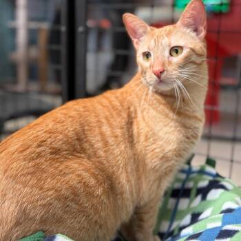 Domestic Short Hair Cats Available for Adoption - Scooter | PetCurious