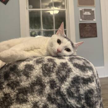 Osprey -  Domestic Short Hair Cat for Adoption in Columbia, South Carolina - Osprey | PetCurious