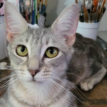Reba M -  Domestic Short Hair Cat for Adoption in Sandy Springs, Georgia - Reba M | PetCurious