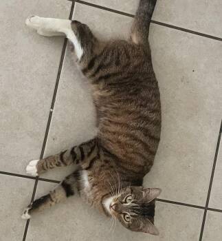 Sweetie -  Tabby Cat for Adoption in Oakland Park, Florida - Sweetie | PetCurious