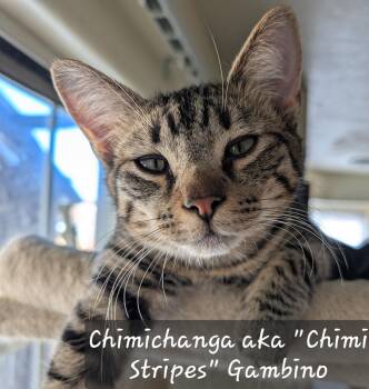 Rescue Domestic Short Hair and Tabby Cats for Adoption in Albuquerque, New Mexico - Chimichanga Aka "Chimi Stripes" Gambino | PetCurious