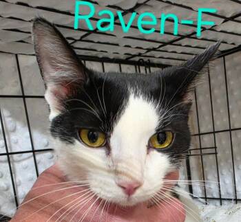 Domestic Short Hair Cats Available for Adoption in Cloquet, Minnesota - Raven | PetCurious