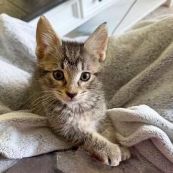 Marshall -  Domestic Short Hair Cat for Adoption in Wheaton, Illinois - Marshall | PetCurious