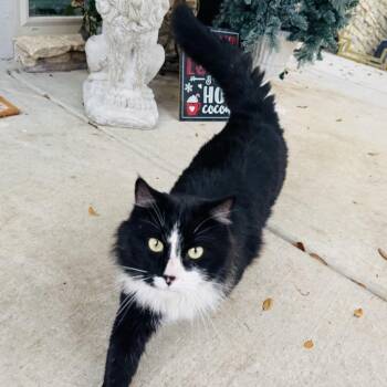 Domestic Long Hair Cats Available for Adoption - Sylvester | PetCurious