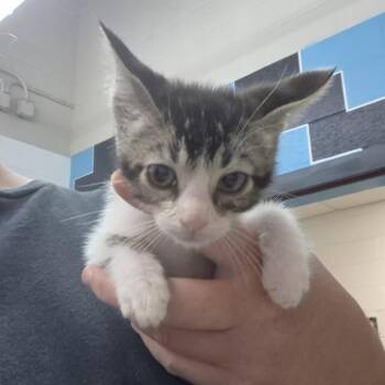 Cowboy -  Domestic Short Hair Cat for Adoption in Ardmore, Oklahoma - Cowboy | PetCurious