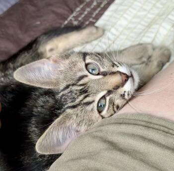 Nixie -  Tabby and Domestic Short Hair Cat for Adoption in Vaughan, Ontario - Nixie | PetCurious