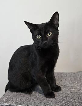 Rescue Domestic Short Hair Cats for Adoption in Wilmington, North Carolina - Bruce | PetCurious