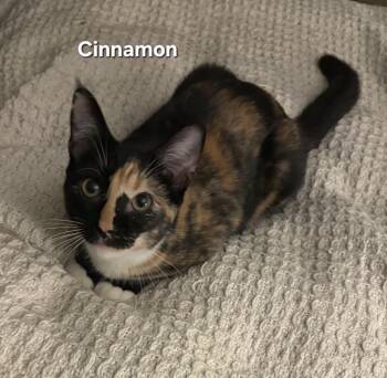 Cinnamon -  Calico Cat for Adoption in Temple, Pennsylvania - Cinnamon | PetCurious