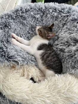 Rescue Tabby Cats for Adoption in Hampton, Virginia - Moe | PetCurious