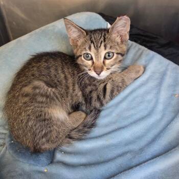 Ctrl (Blue Collar) -  Domestic Short Hair Cat for Adoption in Spokane, Washington - Ctrl (Blue Collar) | PetCurious