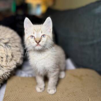 NuNu -  Maine Coon and Siamese Cat for Adoption in Austin, Texas - NuNu | PetCurious