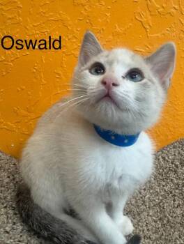 Oswald -  Domestic Short Hair and Siamese Cat for Adoption in St. George, Utah - Oswald | PetCurious