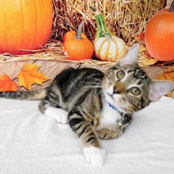 River -  Domestic Short Hair Cat for Adoption in Canton, Illinois - River | PetCurious