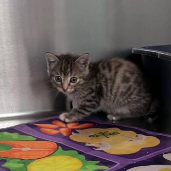 Domestic Short Hair Cats Available for Adoption - Cardi | PetCurious