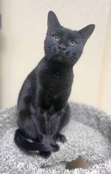 Rescue Domestic Short Hair Cats for Adoption in Quincy, Illinois - Crissie | PetCurious
