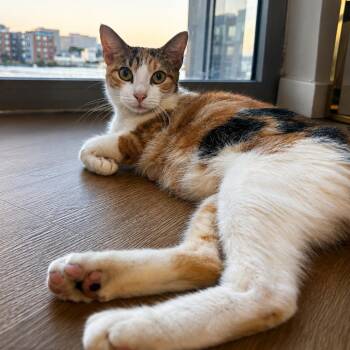 Mama Spice -  Domestic Short Hair Cat for Adoption in Briarcliff Manor, New York - Mama Spice | PetCurious