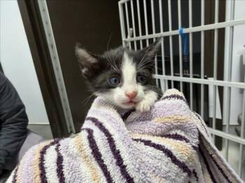 AGENT 99 -  Domestic Medium Hair Cat for Adoption in Santa Fe, New Mexico - AGENT 99 | PetCurious