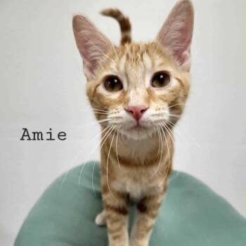 Rescue Tabby Cats for Adoption in Rushville, Illinois - Amie | PetCurious