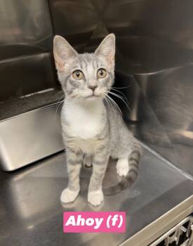 Ahoy -  Domestic Short Hair Cat for Adoption in Montville, New Jersey - Ahoy | PetCurious