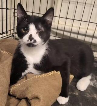 Uno -  Tuxedo Cat for Adoption in Bennington, Vermont - Uno | PetCurious