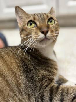Rescue Domestic Short Hair Cats for Adoption in Liverpool, Texas - Dora | PetCurious