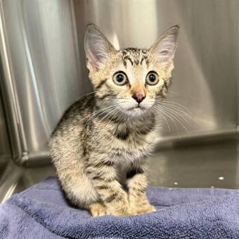 CECE 2 -  Domestic Short Hair Cat for Adoption in Long Beach, California - CECE 2 | PetCurious