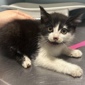 Limbo -  Domestic Short Hair Cat for Adoption in Chattanooga, Tennessee - Limbo | PetCurious