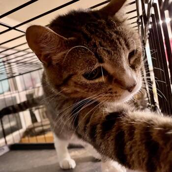 Leann -  American Shorthair and Tabby Cat for Adoption in New Orleans, Louisiana - Leann | PetCurious