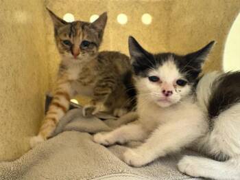 JUNE LEE -  Domestic Short Hair Cat for Adoption in Tustin, California - JUNE LEE | PetCurious